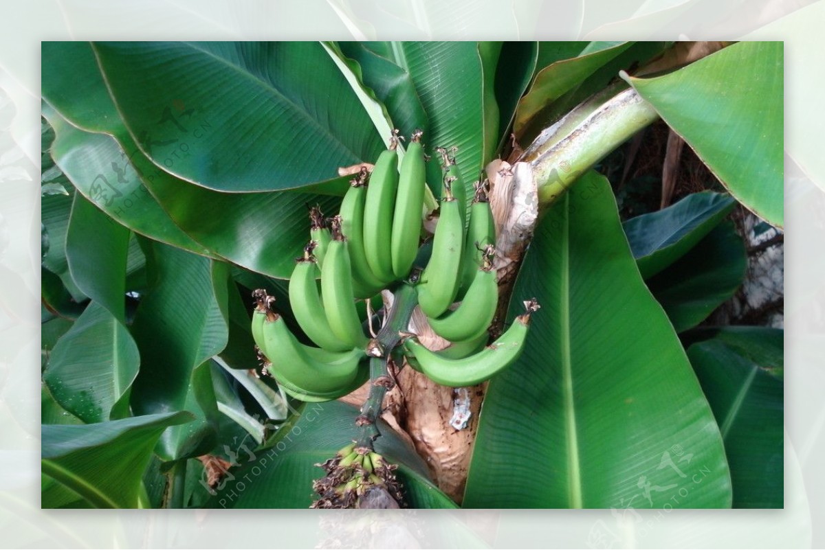 香蕉与香蕉树图片