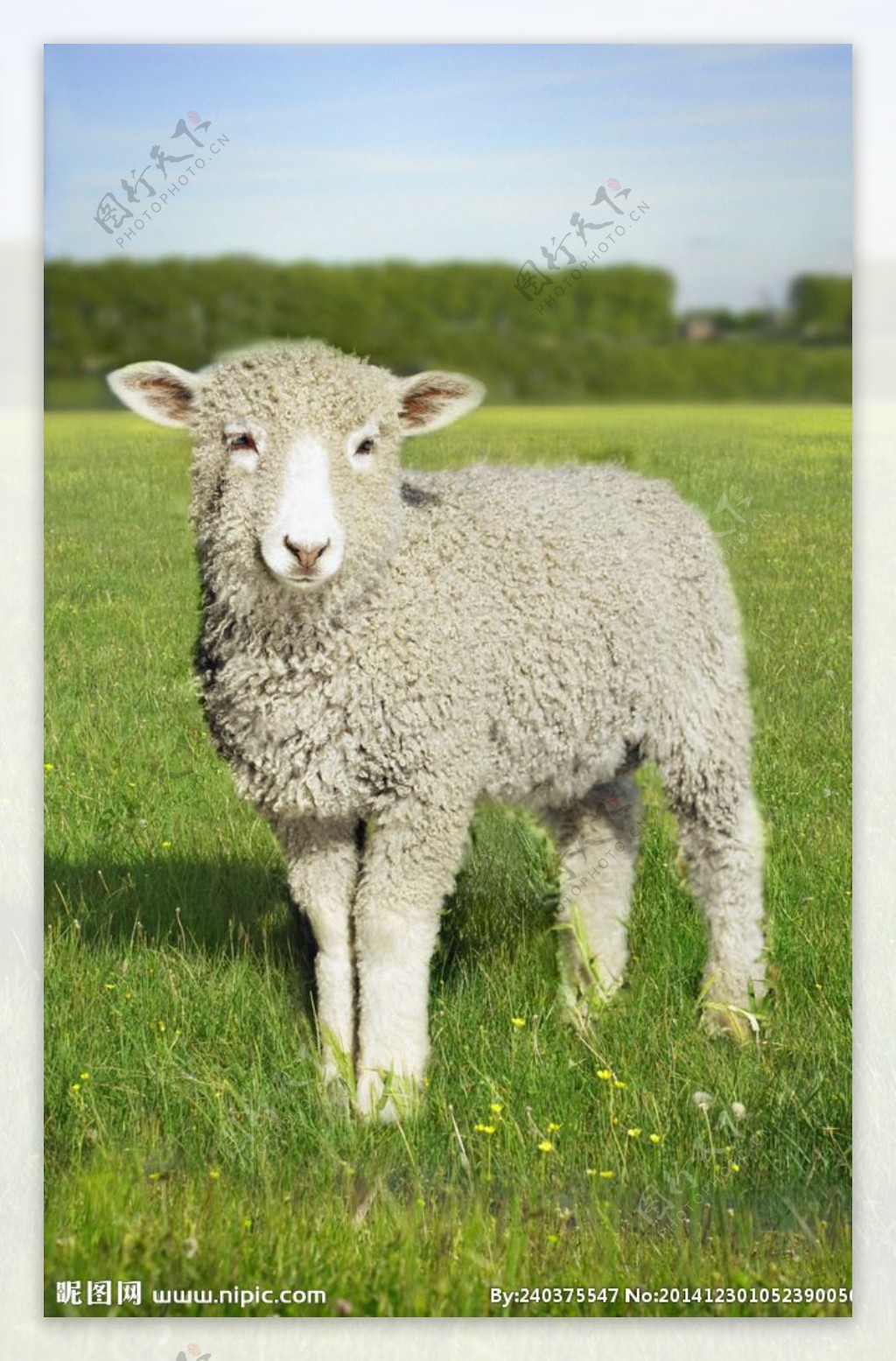 草原上的羊摄影图__野生动物_生物世界_摄影图库_昵图网nipic.com