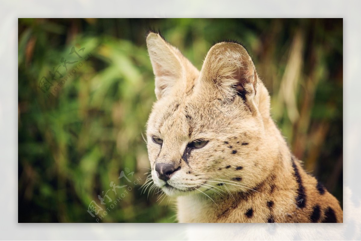 秦皇岛野生动物园薮猫图片