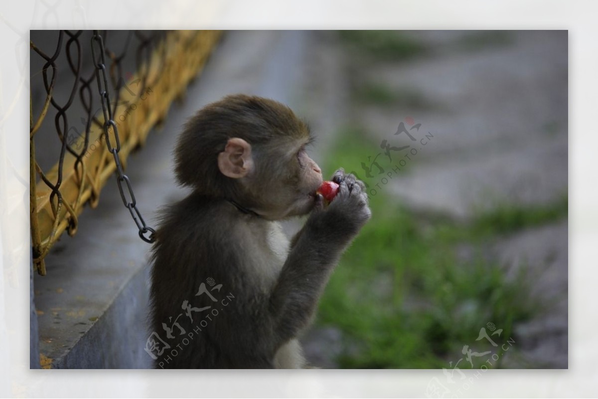 秦皇岛野生动物园猴子图片