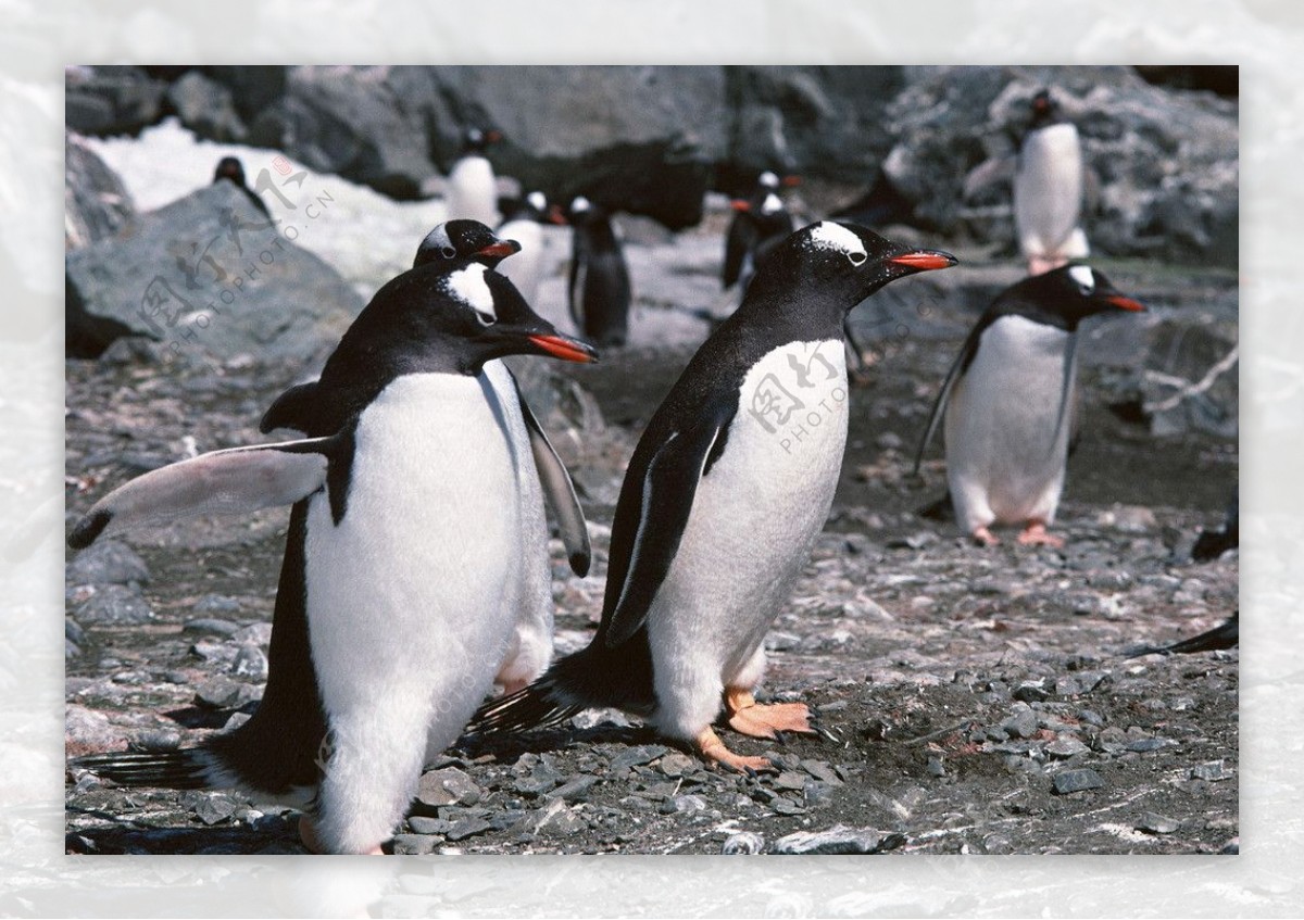 冰天雪地企鹅狂欢图片