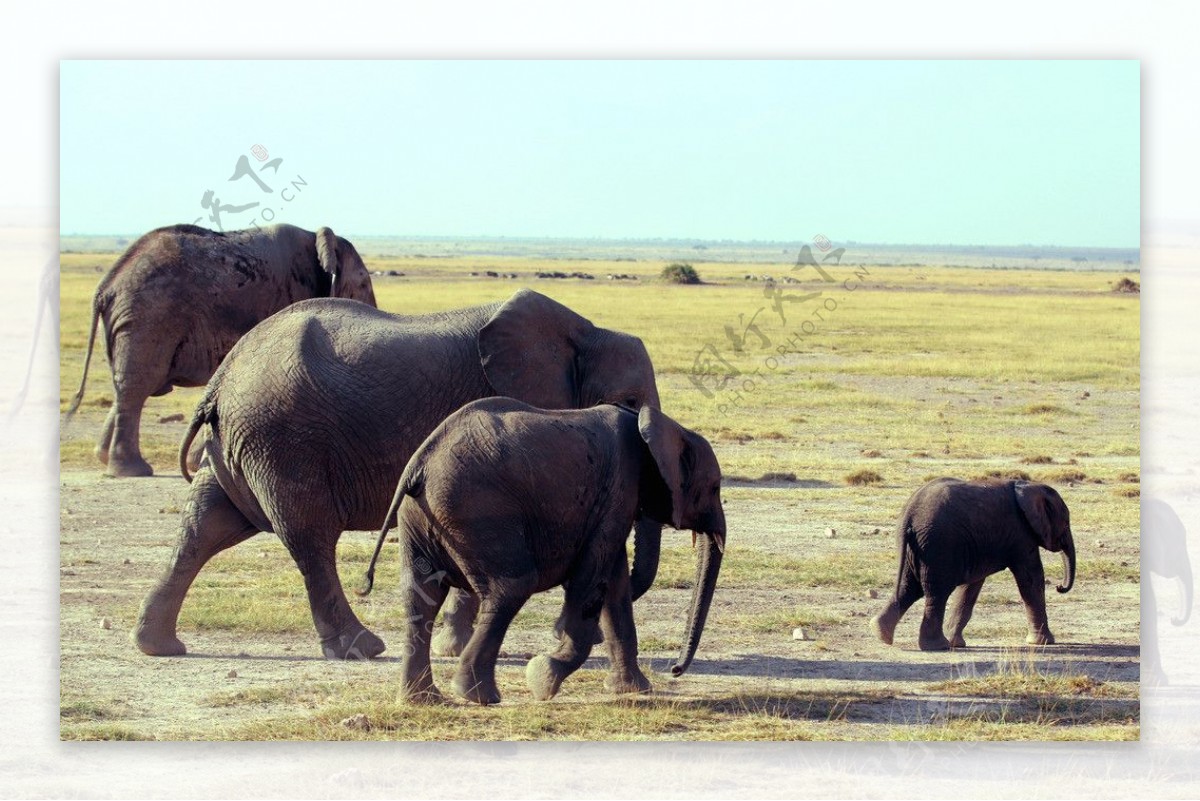 非洲草原大象素材图片