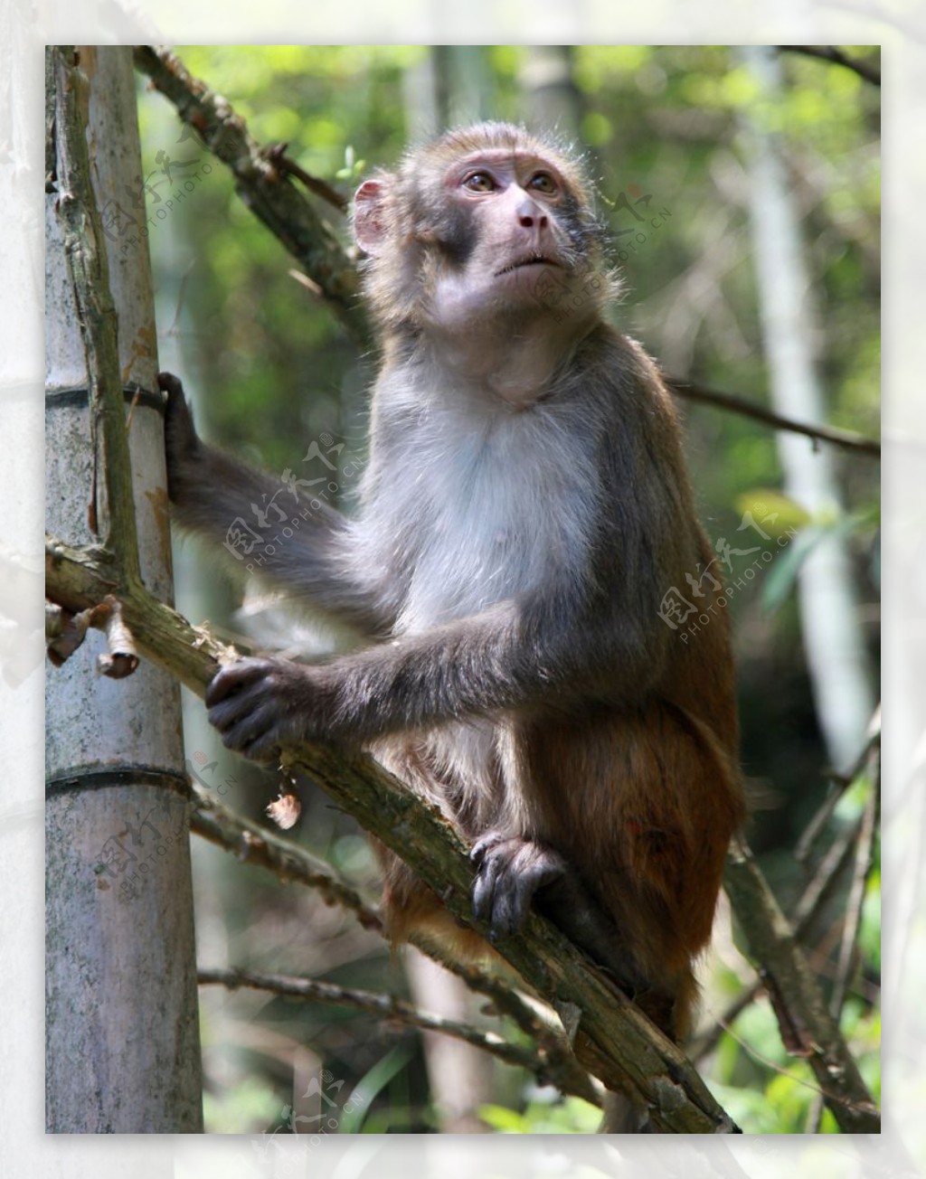 宝贝日本猴 (猕猴特特写)高清摄影大图-千库网