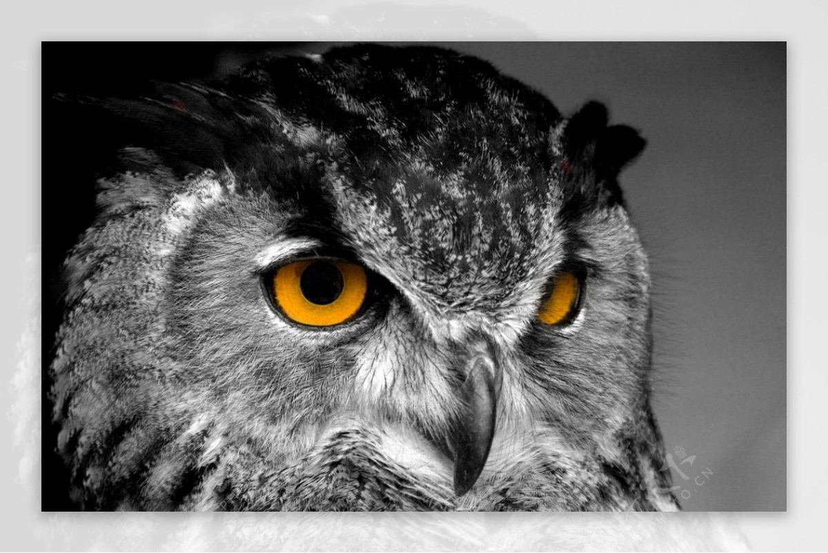 锐利眼神的猫头鹰图片