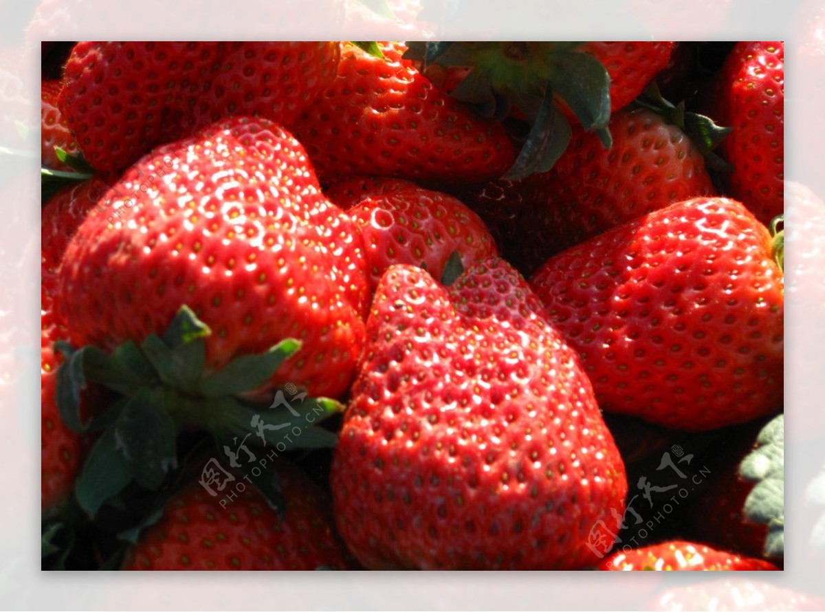 草莓|摄影|产品摄影|大樹 - 原创作品 - 站酷 (ZCOOL)