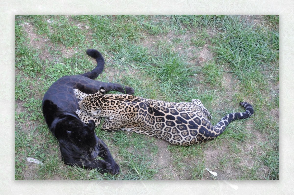 Sharpei小狗和被察觉的豹子崽在一个柳条筐 库存照片. 图片 包括有 视图, 脊椎动物, 陪伴, 察觉 - 30815244