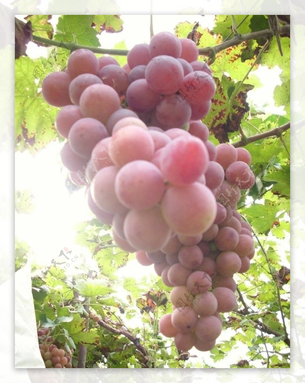 一串成熟的葡萄图片
