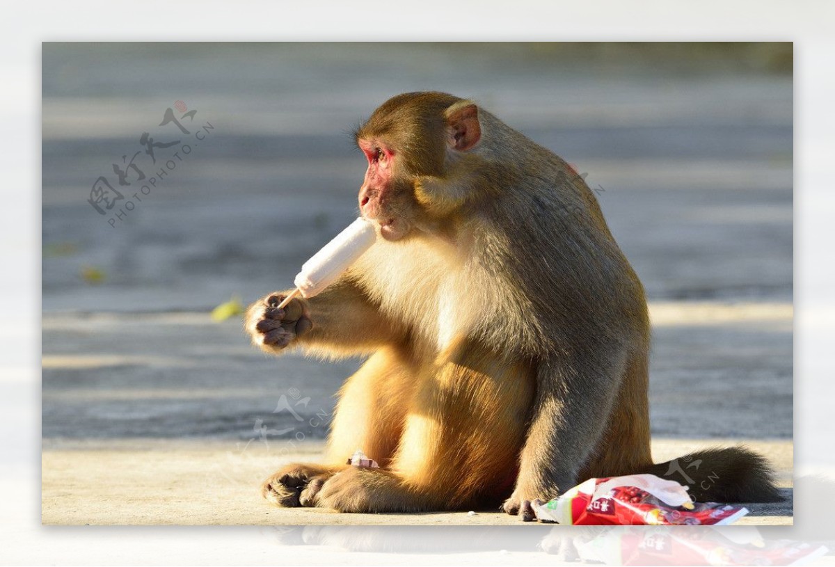 吃冰棍的美猴王图片