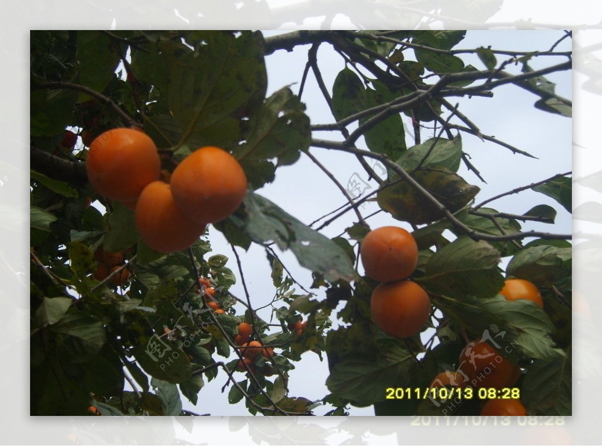 西安蓝田柿子图片