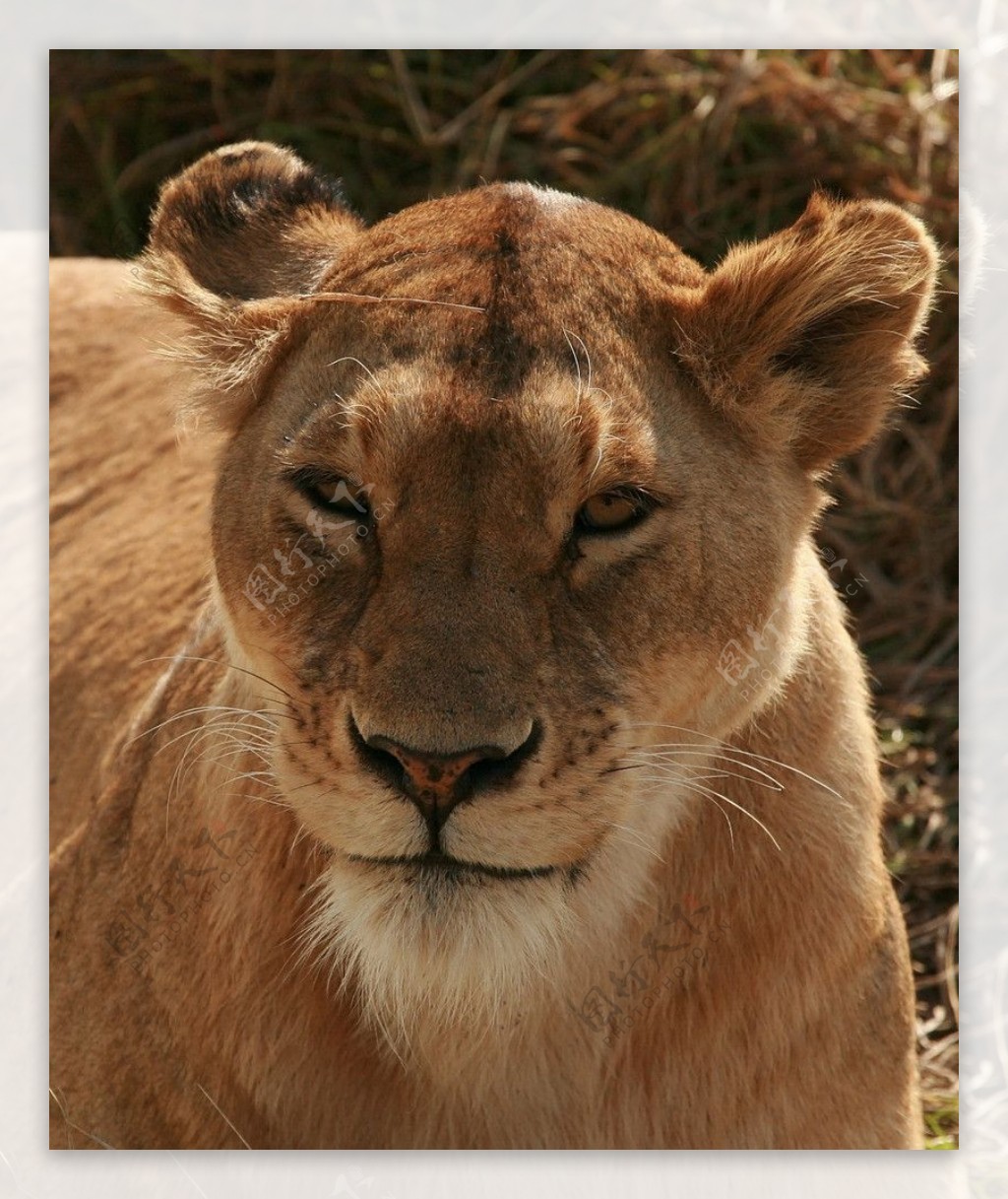 野生动物母狮子图片