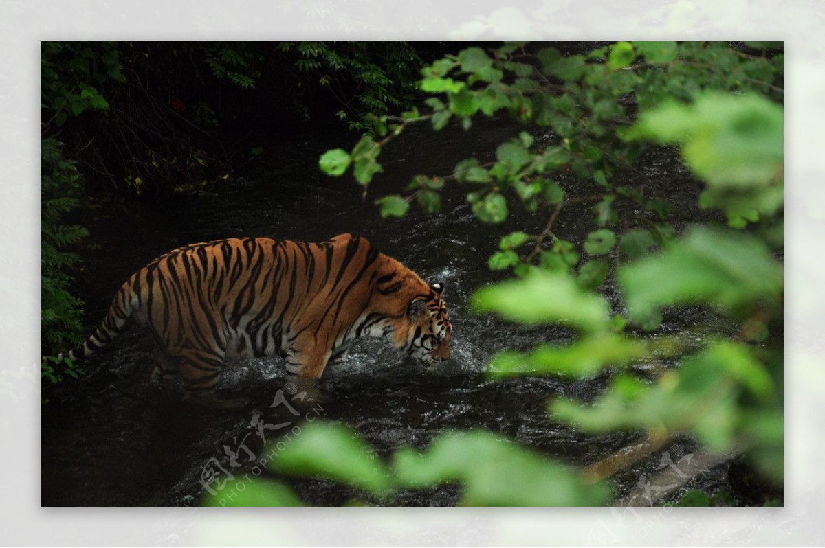 老虎饮水图片
