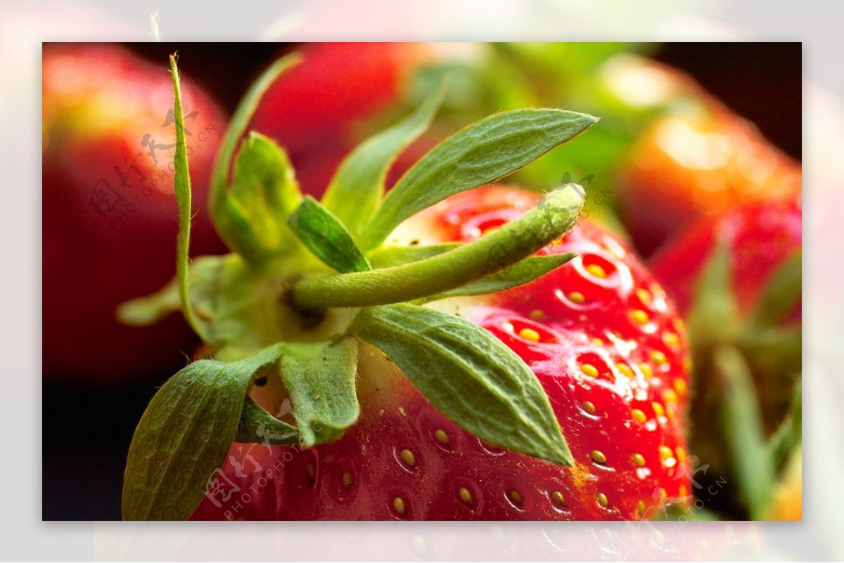 水果特写草莓图片