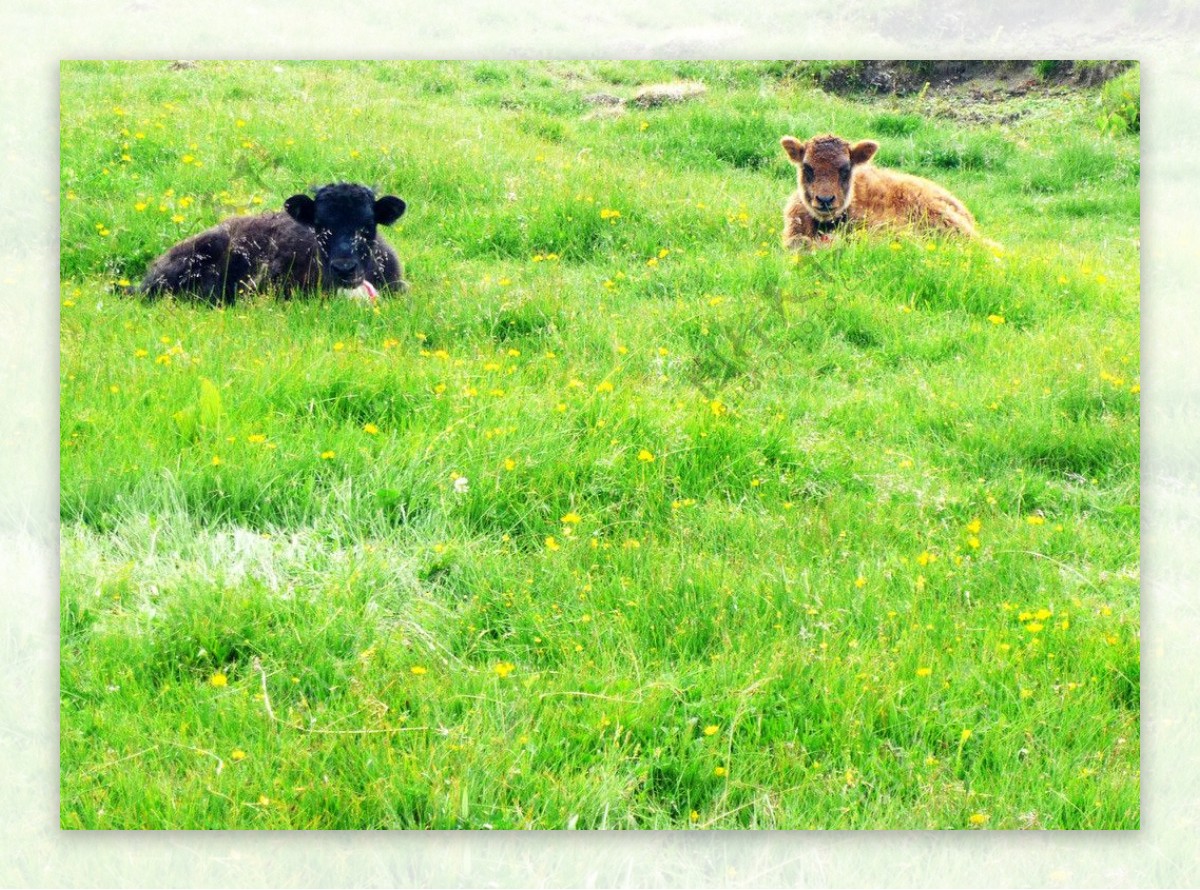 纳帕海大草原小牛图片
