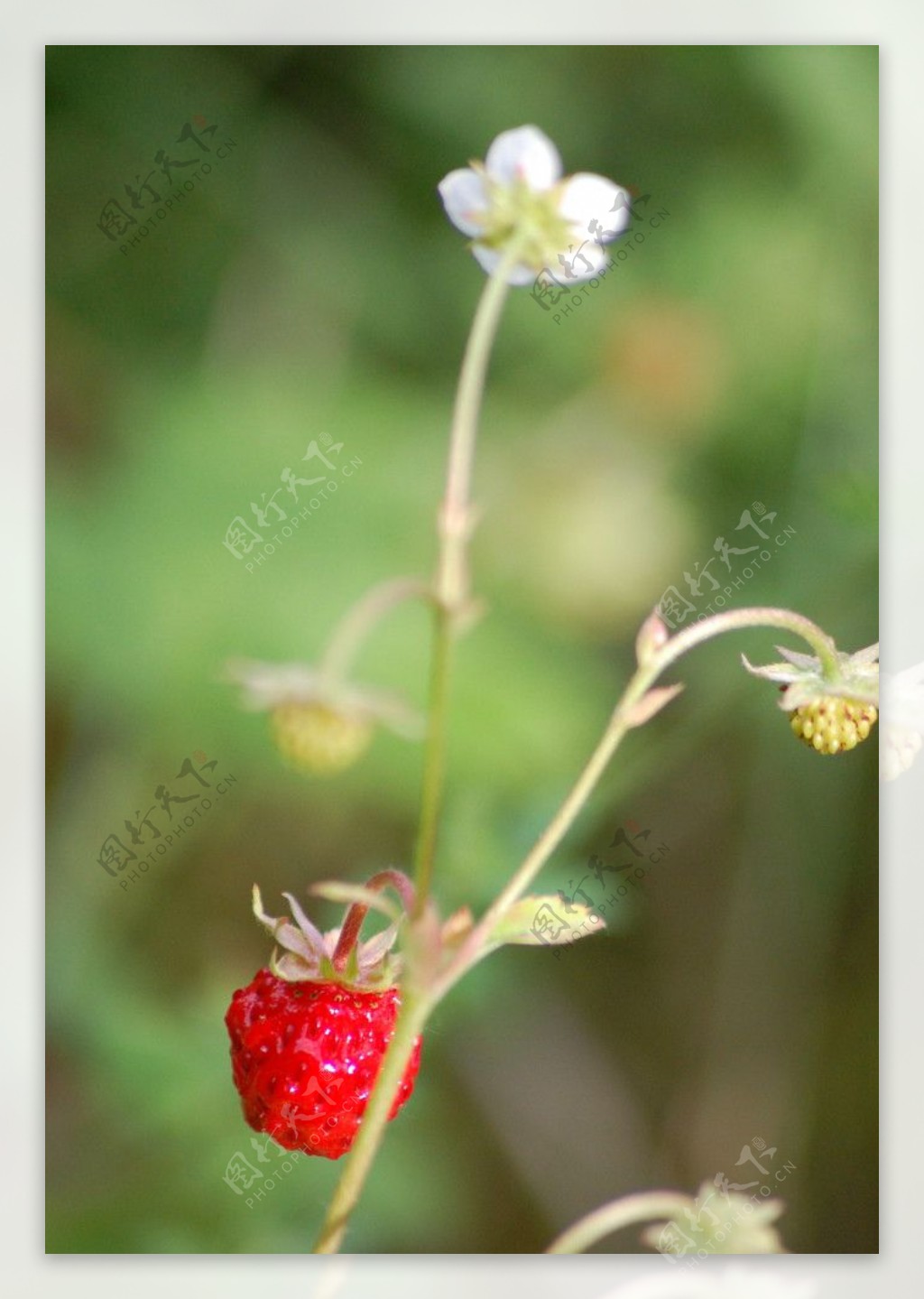 草莓与草莓花图片