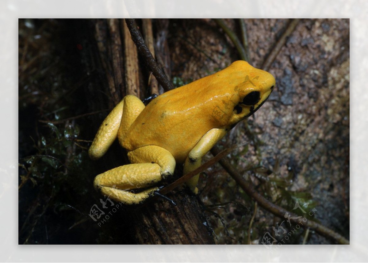 黄色箭毒蛙图片