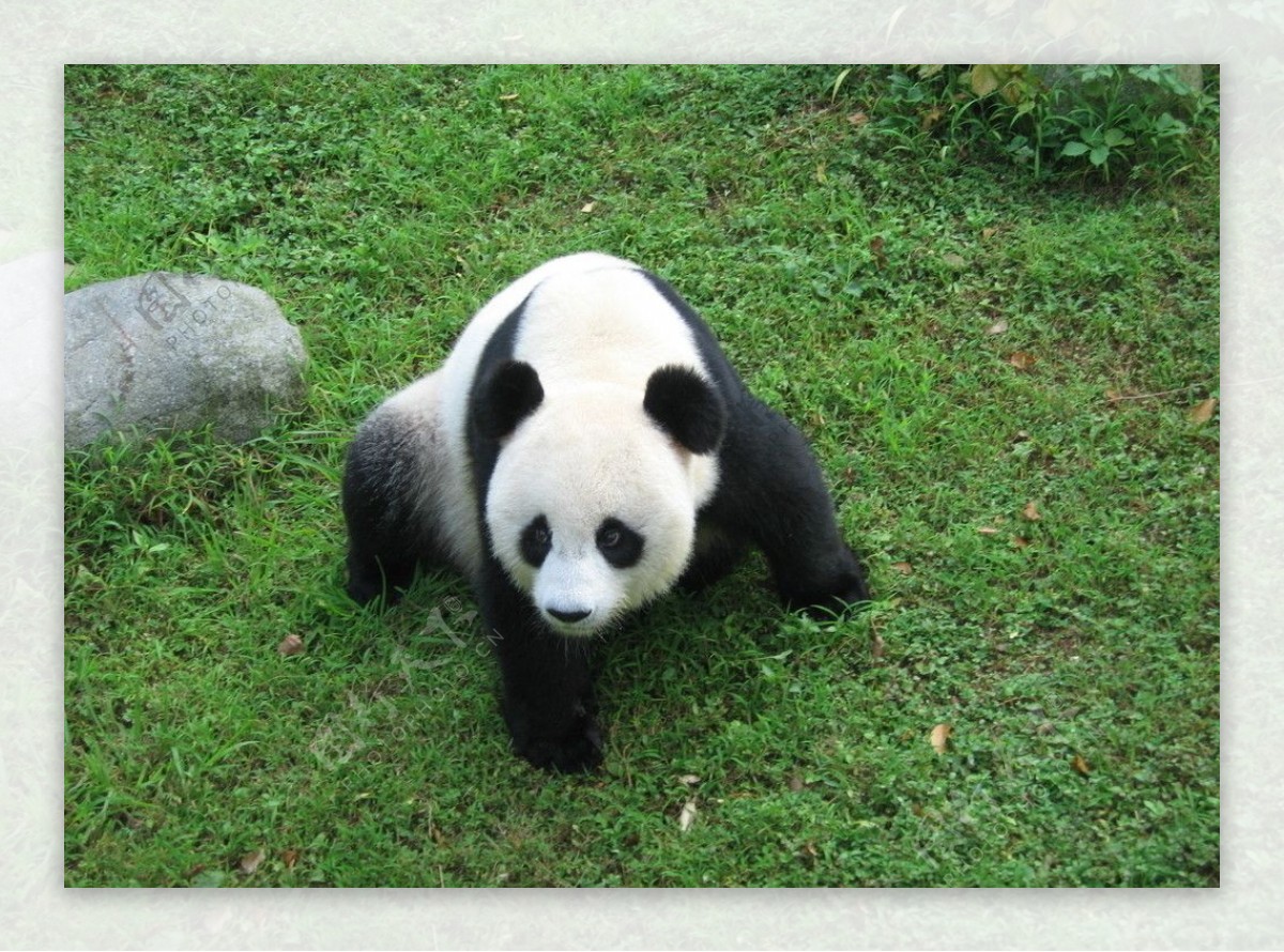 熊猫图片素材-编号03118037-图行天下