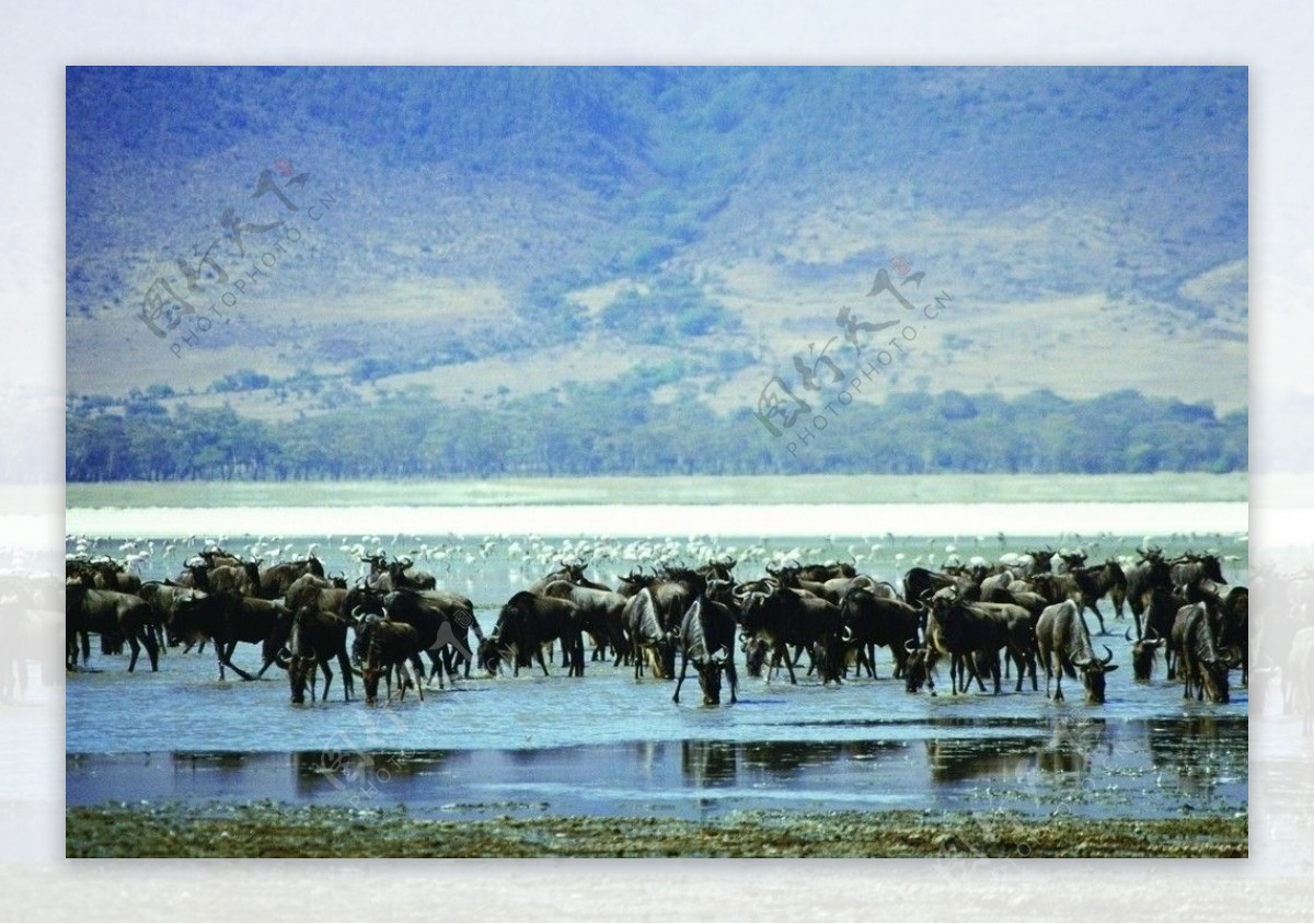 湖边的牦牛群图片