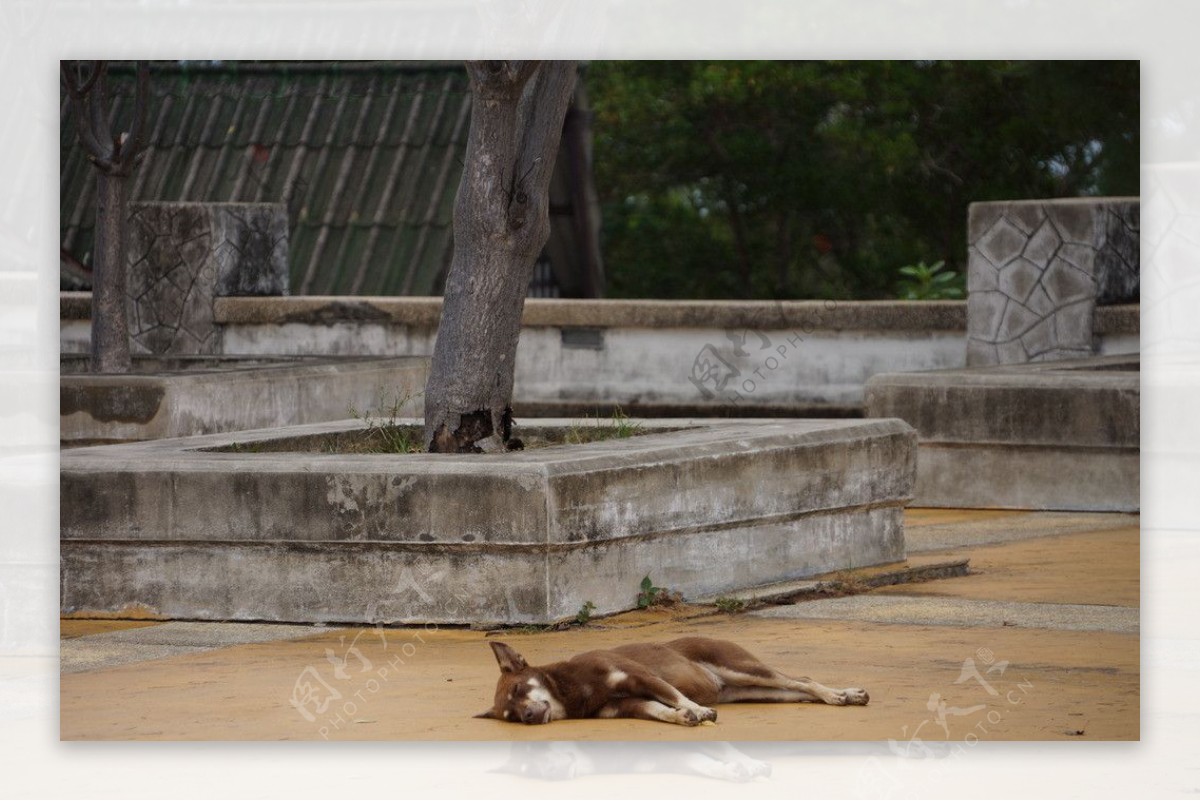 在泰国看到的小狗图片