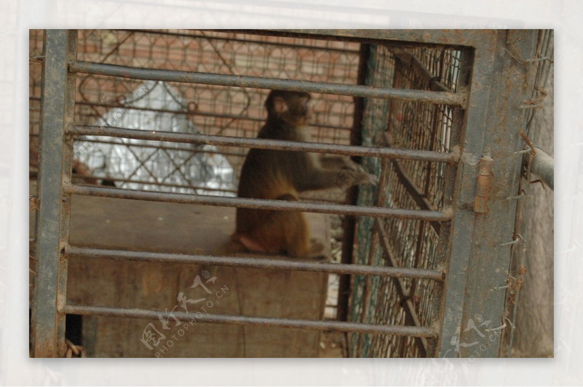 笼子里的眺望的小猴子图片