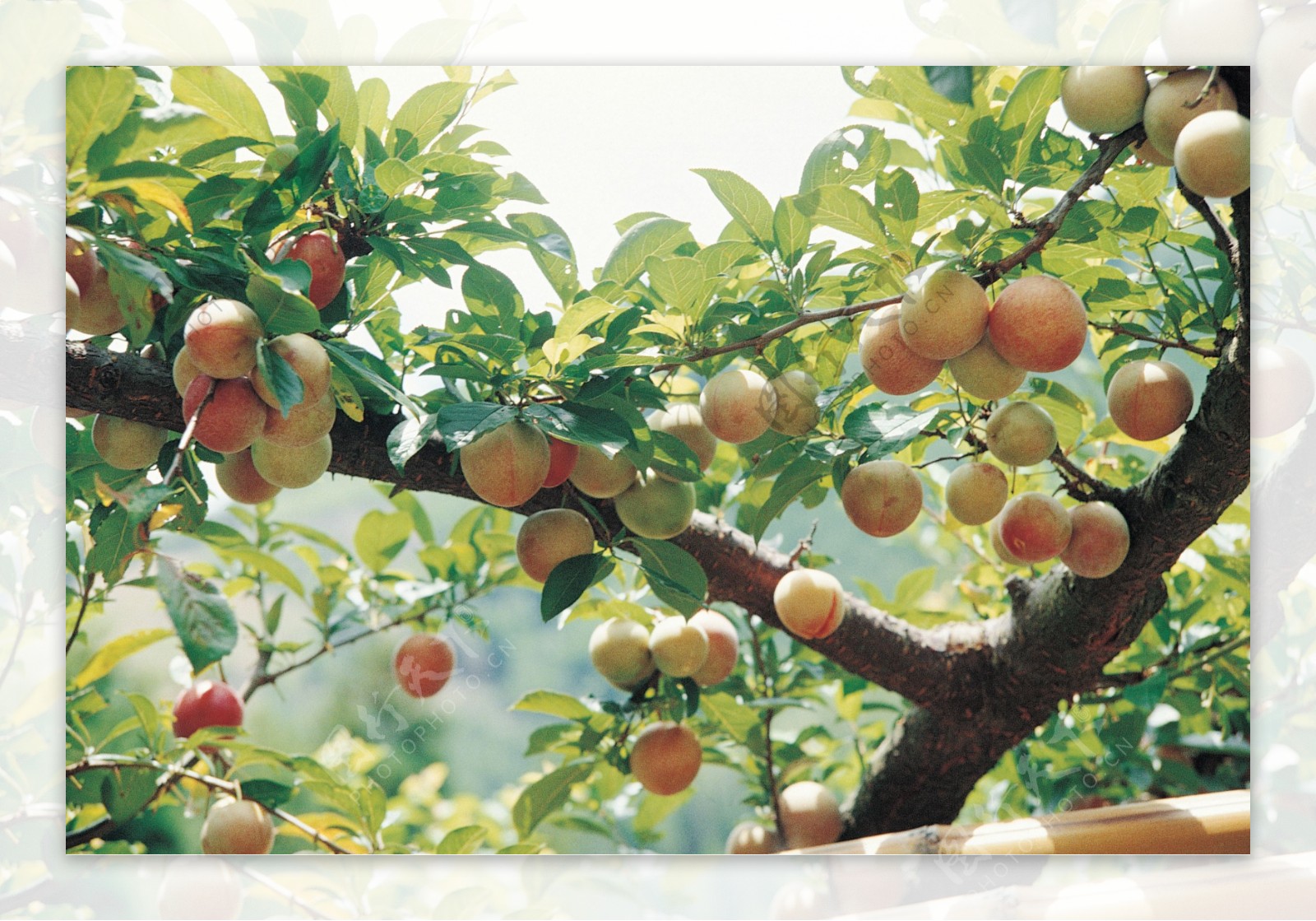 水蜜桃树图片