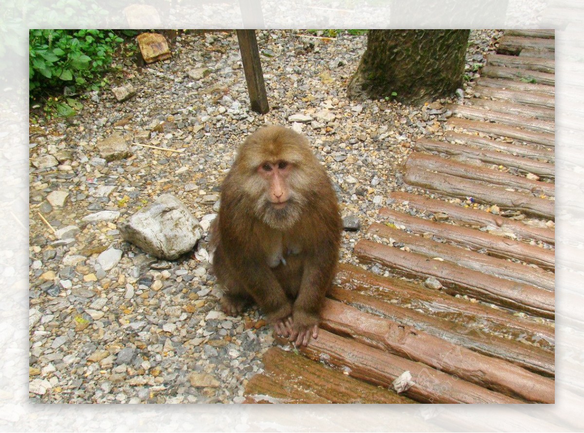 峨眉山猴子图片