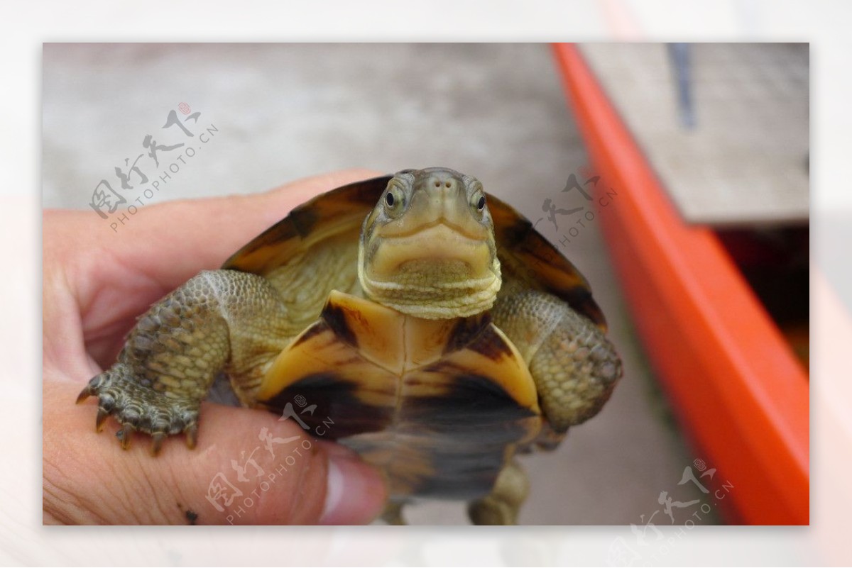 黄喉水龟图片