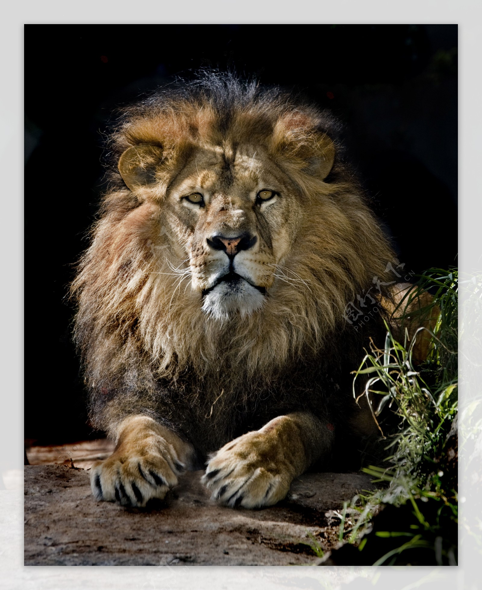 狮子高清图片
