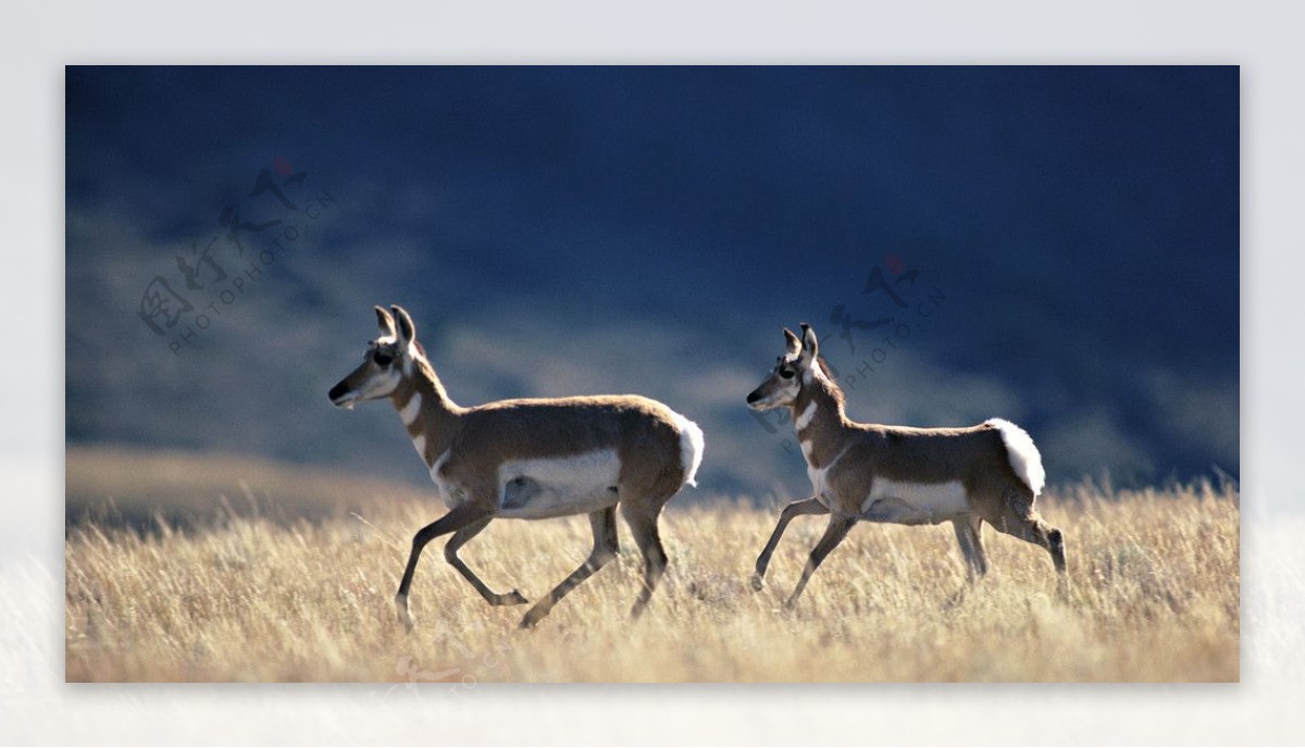 两只鹿图片