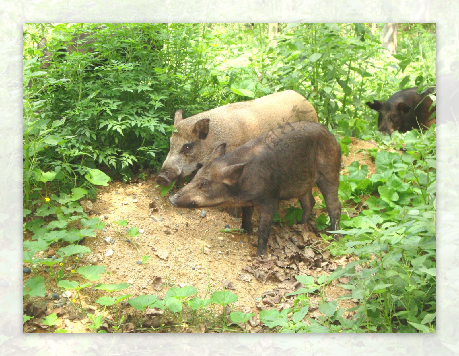 若不再是“三有”野生动物 野猪还受法律保护吗？