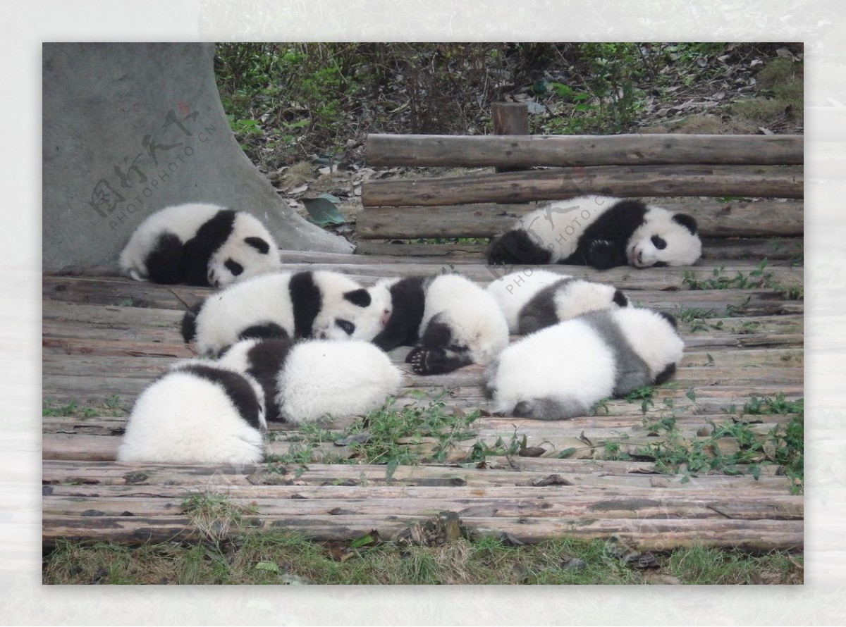 小熊猫图片
