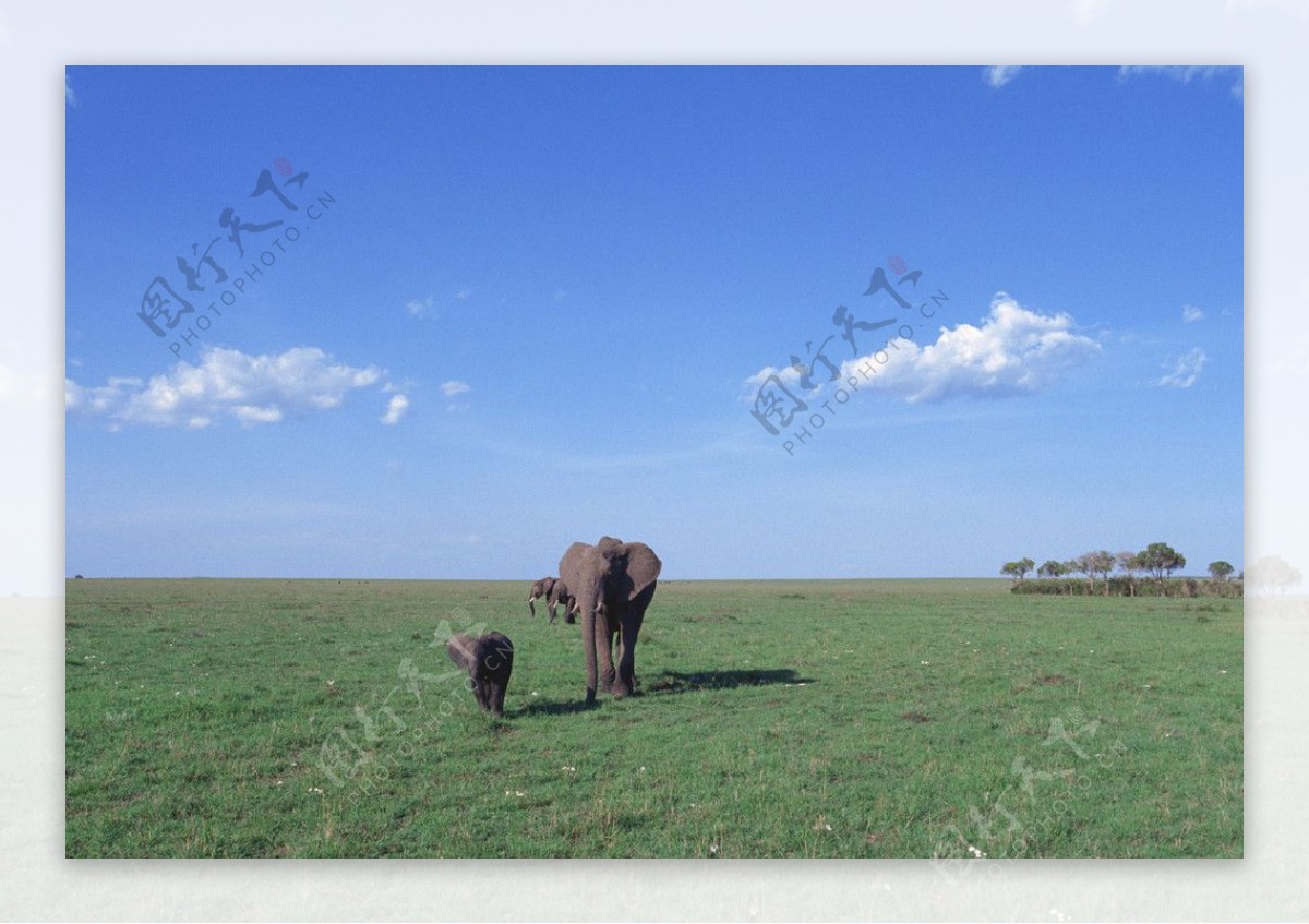 动物世界大象大象群非洲图片