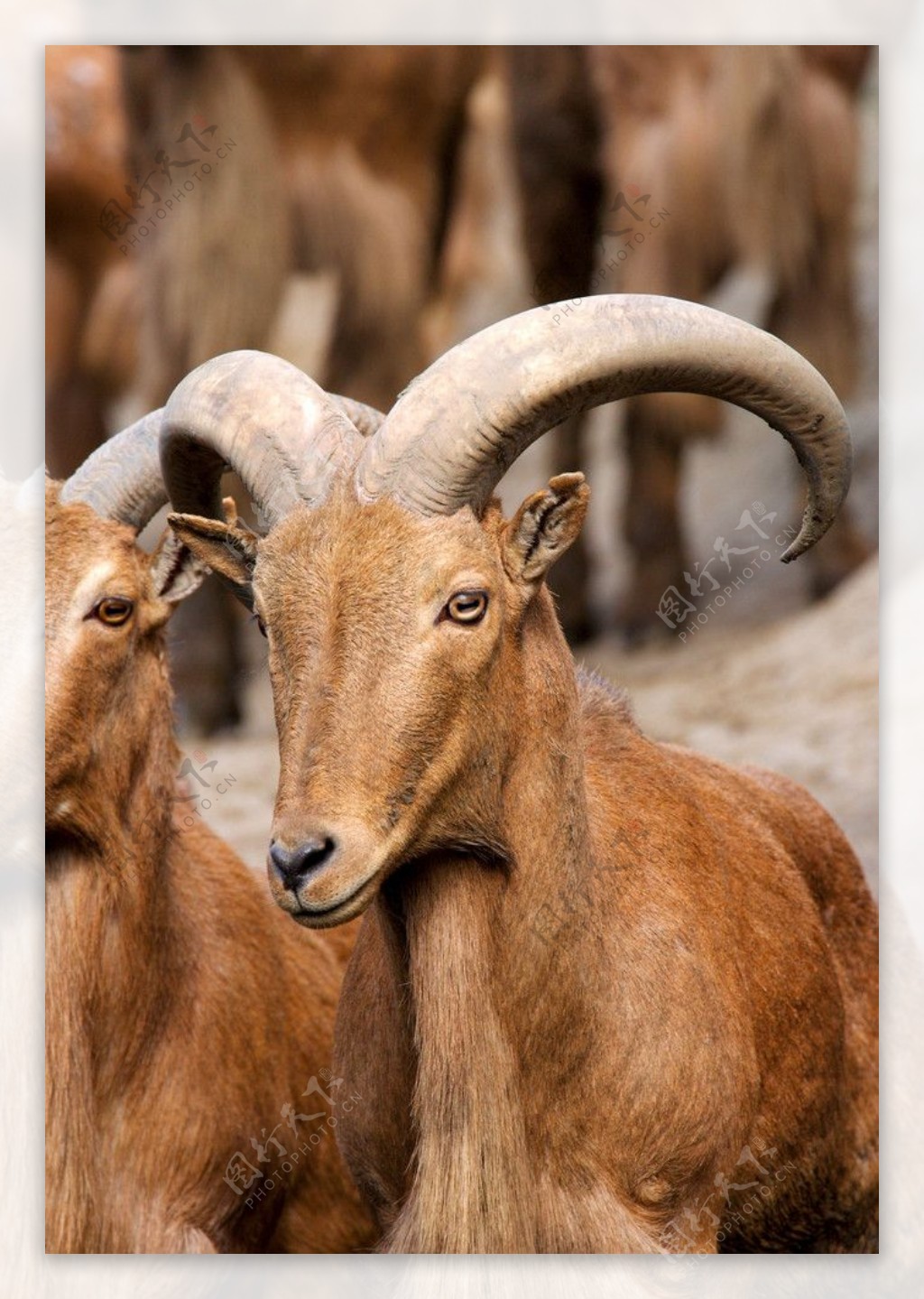 羊动物世界动物表情图片