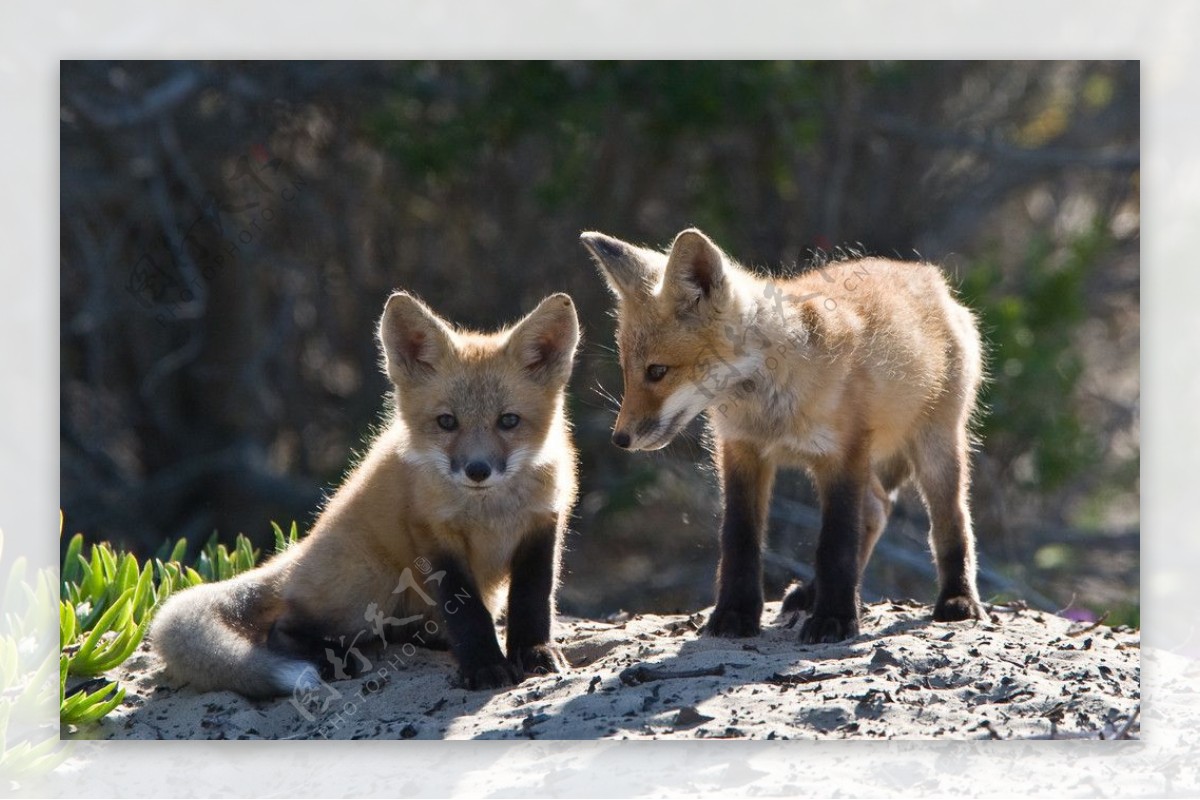 两只小狐狸图片