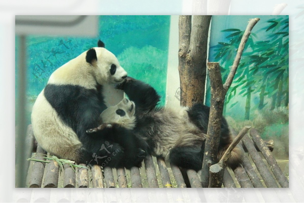 动物园大熊猫图片