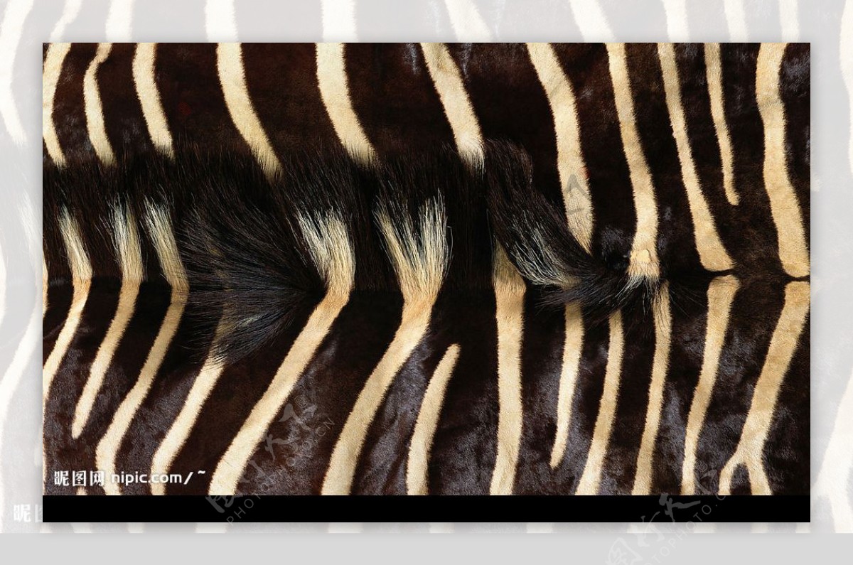 皮草非洲斑马纹理时尚流行华丽斑点条纹图片