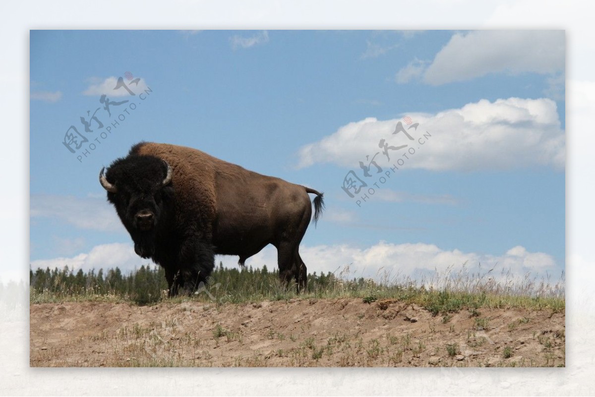 美国黄石公园的野牛图片