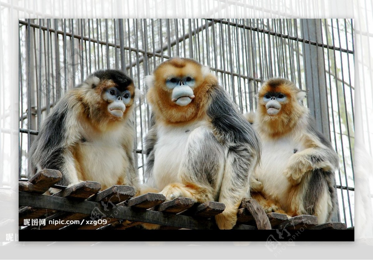 川金丝猴图片