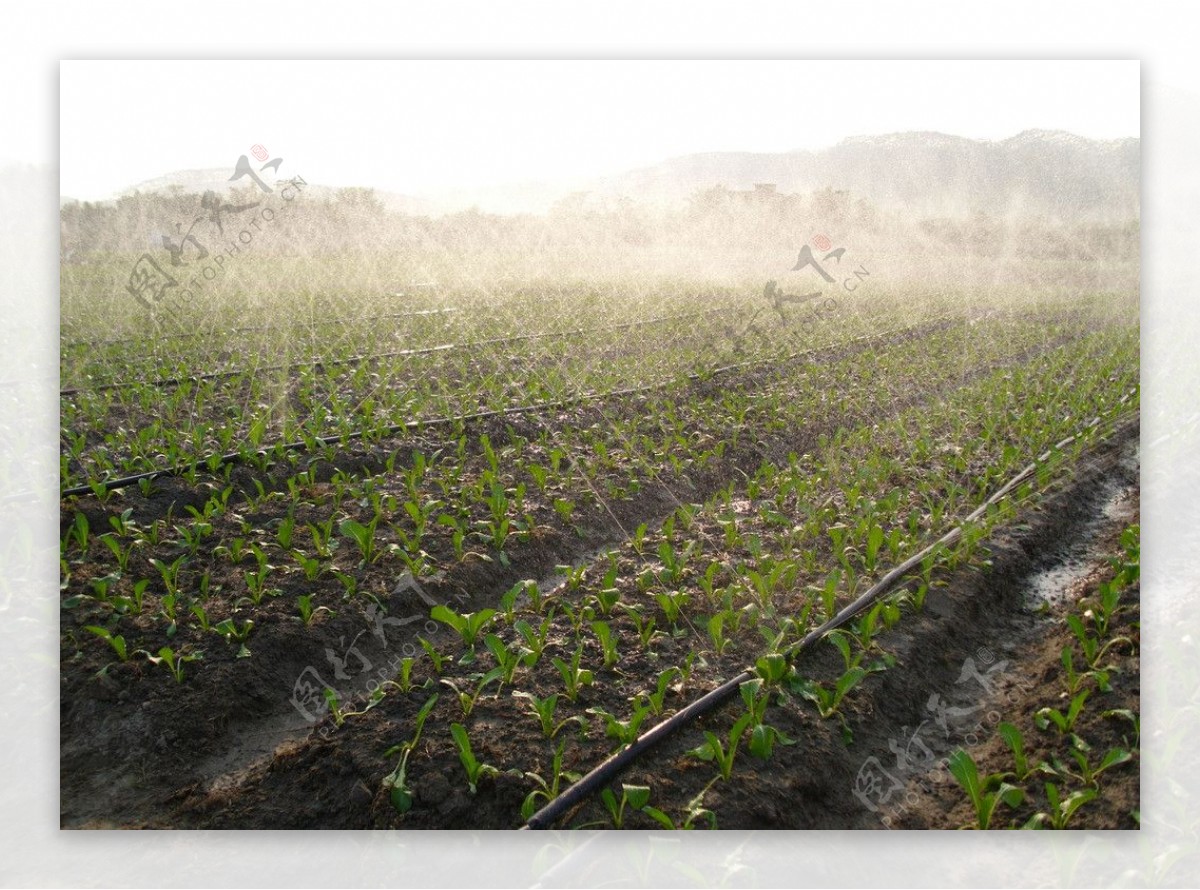 蔬菜种植基地自动喷淋图片