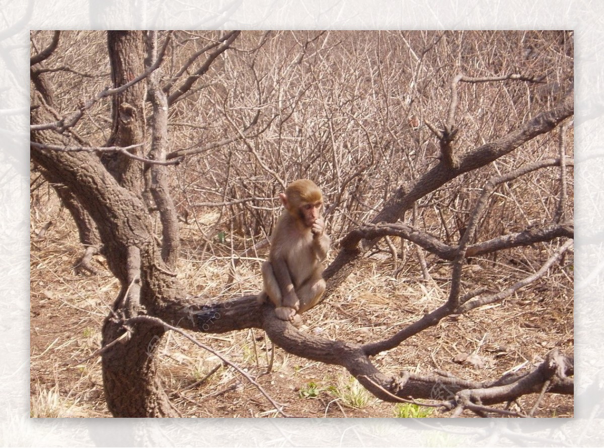 花果山的猴子图片