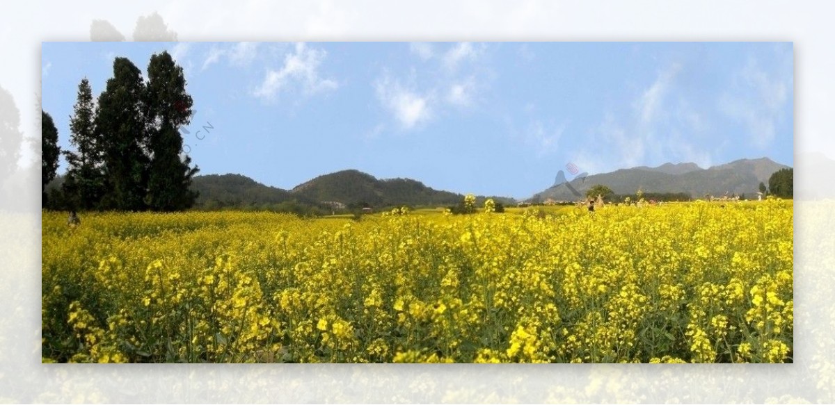 油菜花田图片