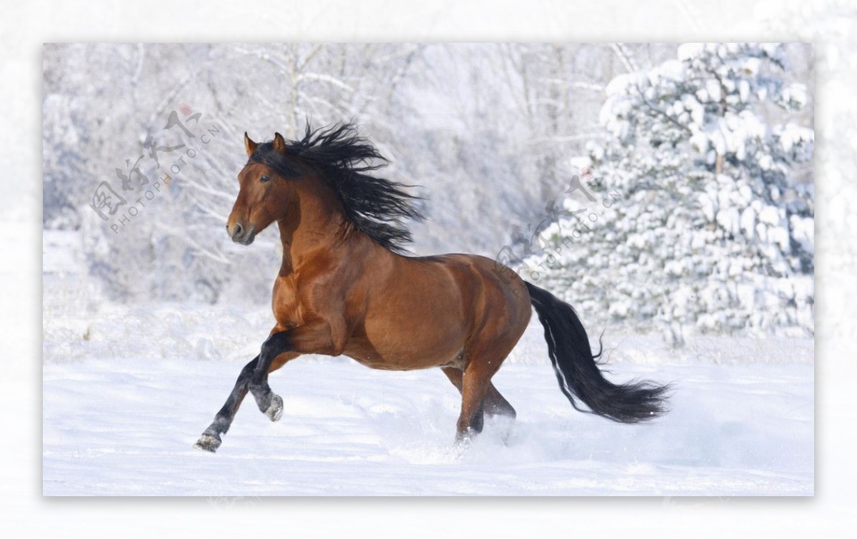 雪原中的野马图片