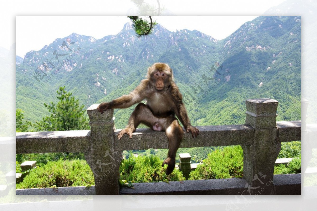 九华山的猴子图片