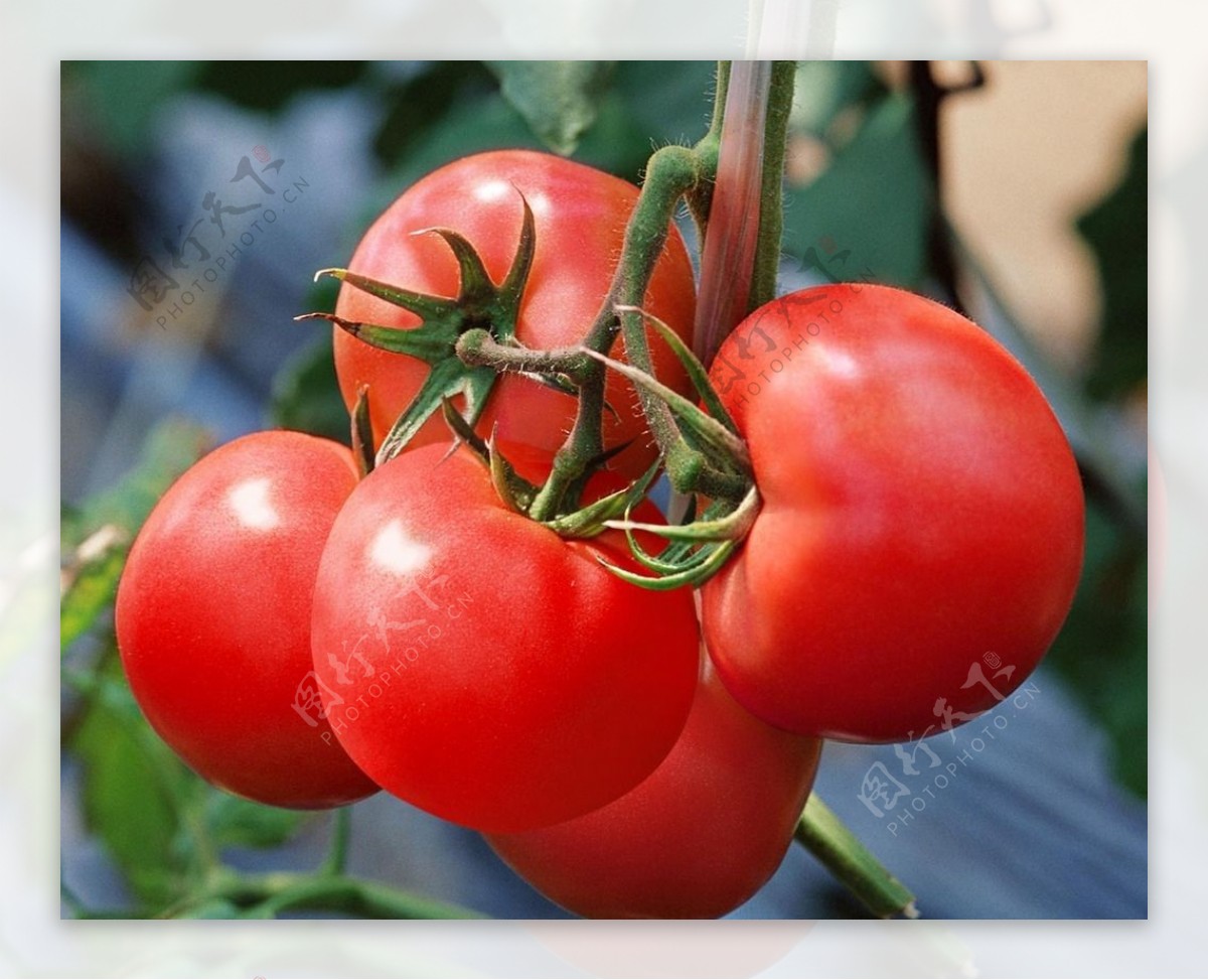 大红番茄生长图图片