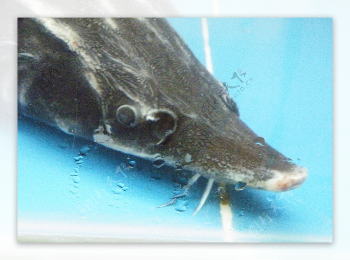 Yun Gratis Fotos : No. 6030 Un pez en Amazon [Japón / Tokio]