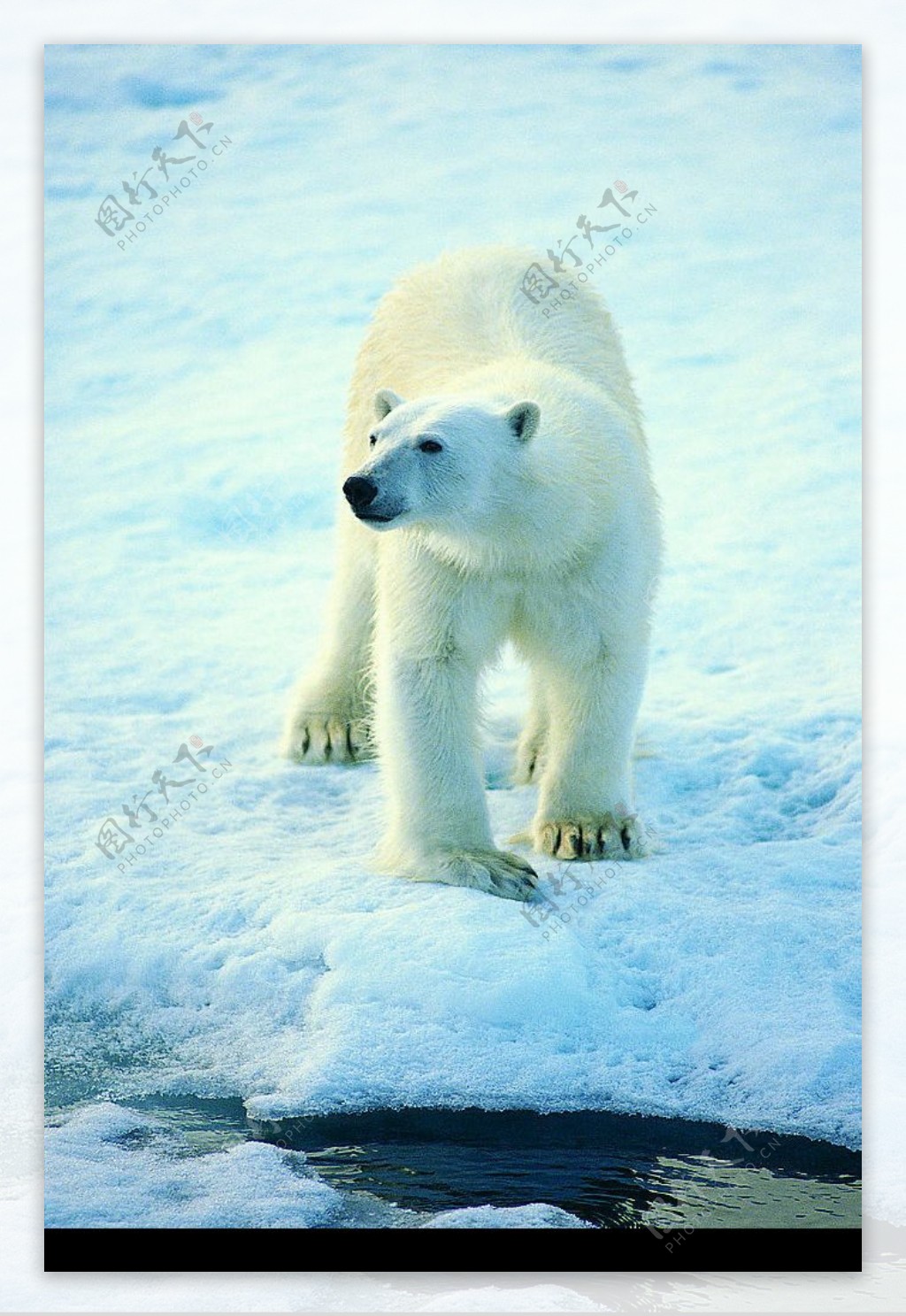 雪地上的北极熊1图片