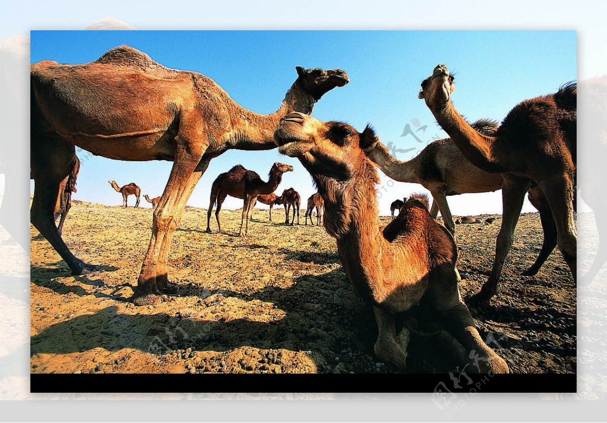 骆驼群图片