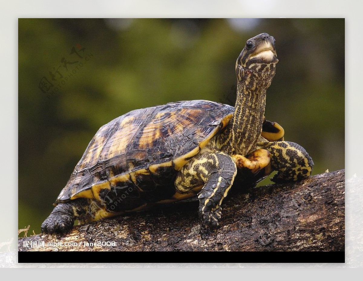 关于北美拟鳄龟的资料与基本误区（修改版） - 哔哩哔哩