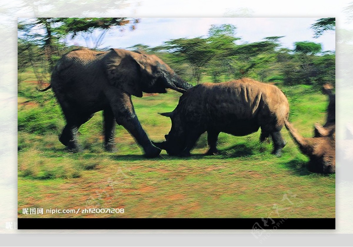 大象斗犀牛图片