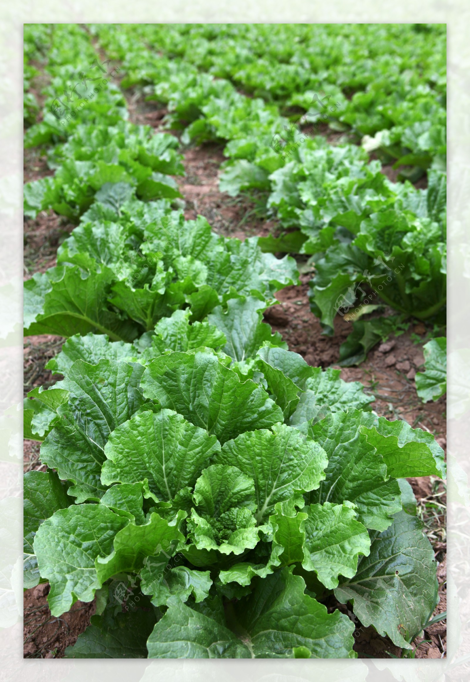 龙牙白菜种植方法(龙牙白菜如何栽培植方法？与大白菜有何区别？禁止忽悠) | 说明书网
