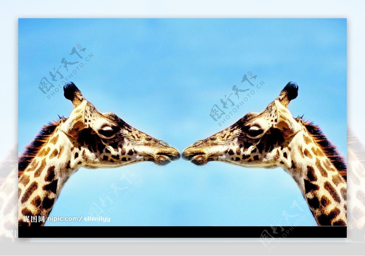 两只长颈鹿图片